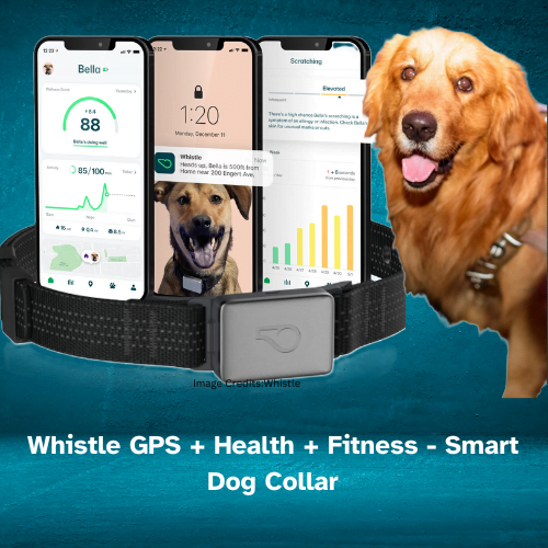 The Best Dog GPS Trackers and Collars