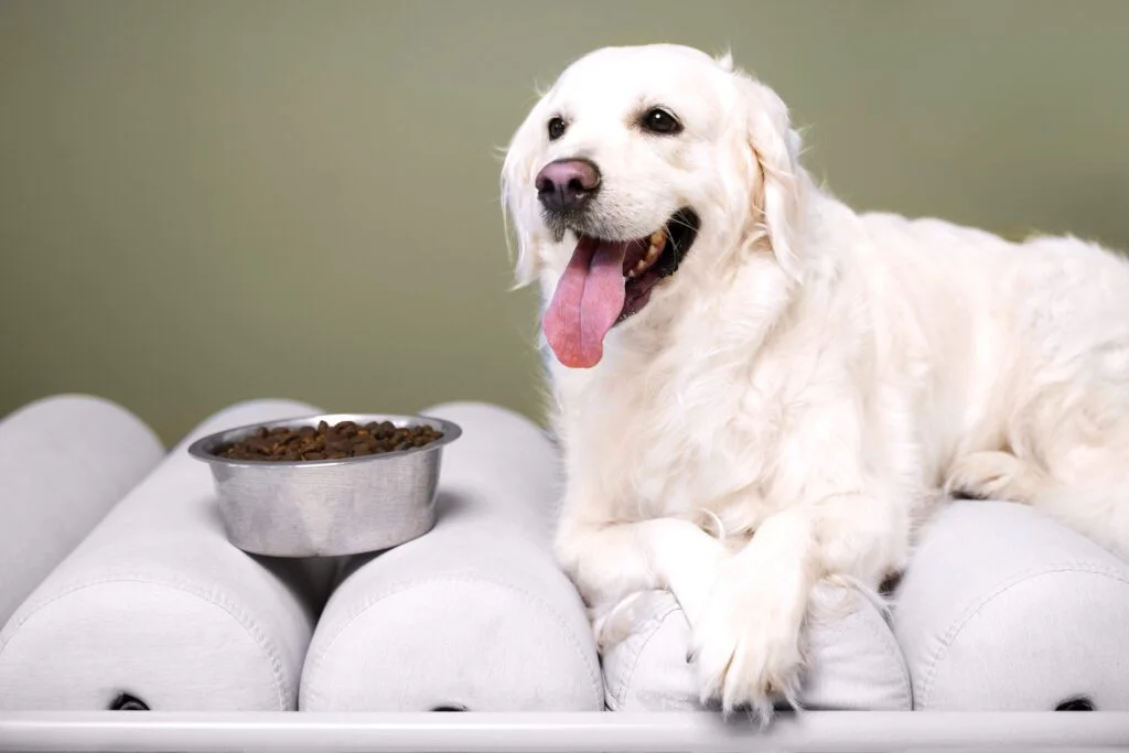 the-best-dog-food